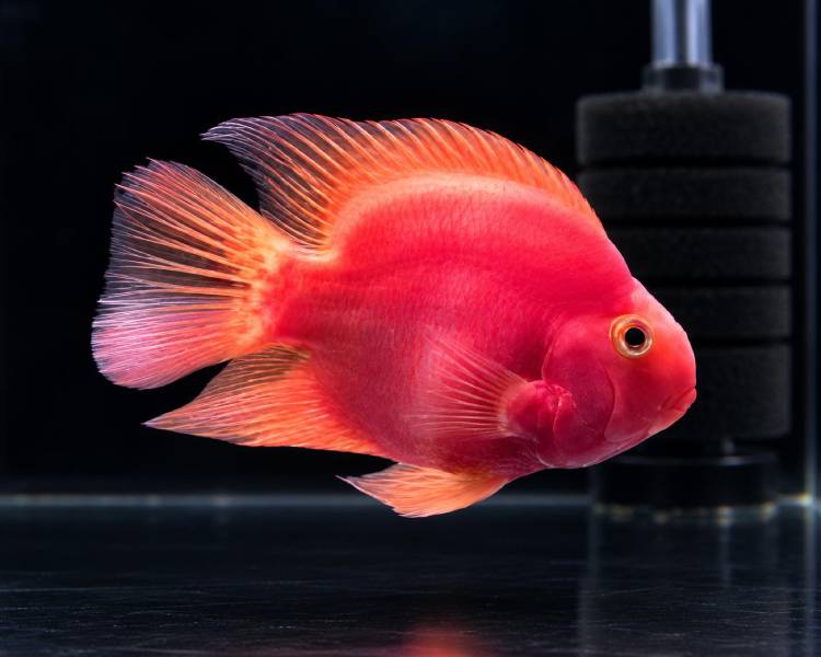 Blood Red Parrot Cichlid ~ 8cm